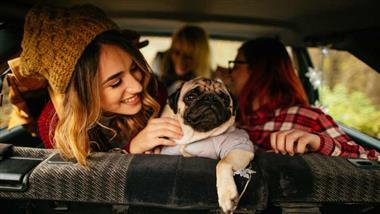 road trip with your pet