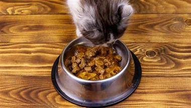 synthetic vitamin k in cat food