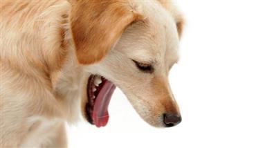 vomito y regurgitación en perros
