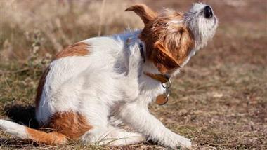 anti itch meds for dogs