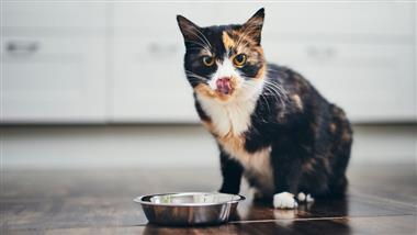 benefits of probiotics in dogs and cats