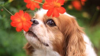 benefits of sniffing for dogs