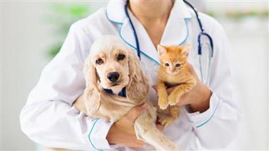 cirugías costosas para mascotas