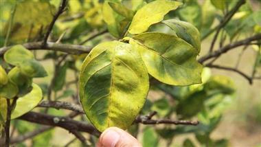 citrus tree disease
