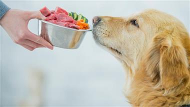 tumor fighting foods for dogs