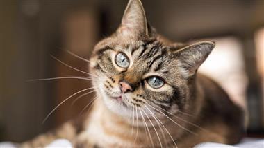 can cats get coronavirus from humans