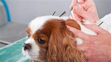 dog seizure alternative therapies