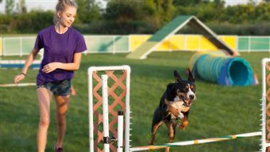 entrenamiento de agilidad para perros
