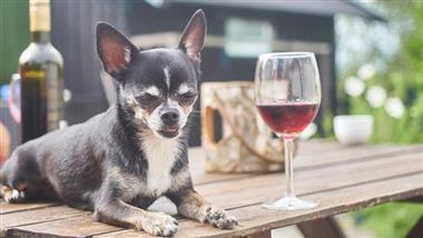 perro tomando vino