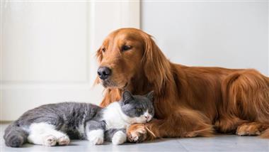 perro y gato viven en armonia