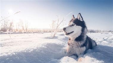 perros en la era de hielo