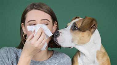 perros que causan menos alergias en humanos