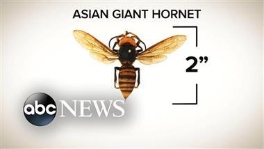 Murder Hornets Are Traveling South From Canada