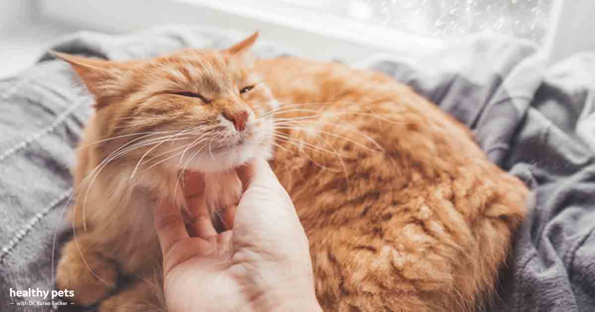 Why Orange Cats May Be Different From Other Cats