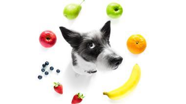 antioxidantes beneficiosos para mascotas