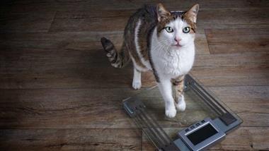 gato con sobrepeso u obesidad