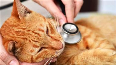 inflamación del páncreas en gatos