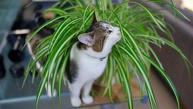 plantas y flores que son seguras para los gatos