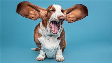 problemas de oídos en los perros