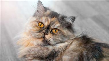 problemas de salud en gatos persas