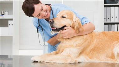 Tratamiento para la epilepsia en mascotas