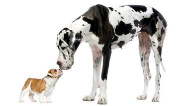 comportamiento y tamaño de los perros