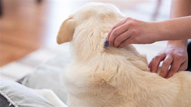 flea isoxazoline tick pulci veterinary approved treatment