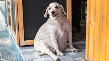 mascotas con obesidad
