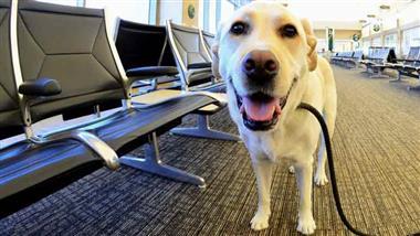 perros de terapia en aeropuertos