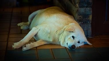 factors that influence dog obesity