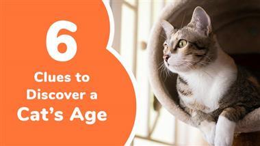 how can you tell the age of a cat