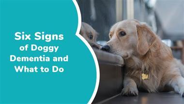 canine cognitive dysfunction syndrome