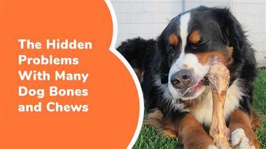hidden problems dog bones and chews