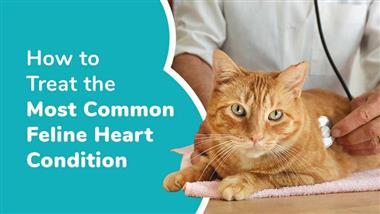 hypertrophic cardiomyopathy in cats