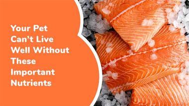 omega 3s superstars of functional fats