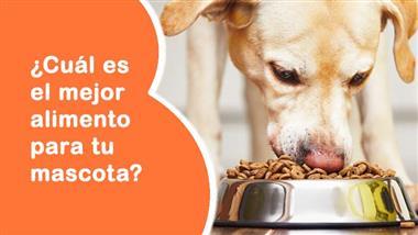 pros y contras de alimentos convencionales para mascotas