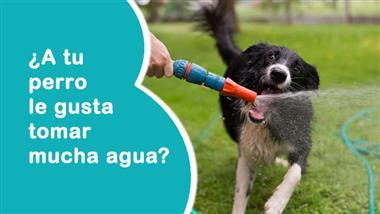 intoxicacion por agua en perros