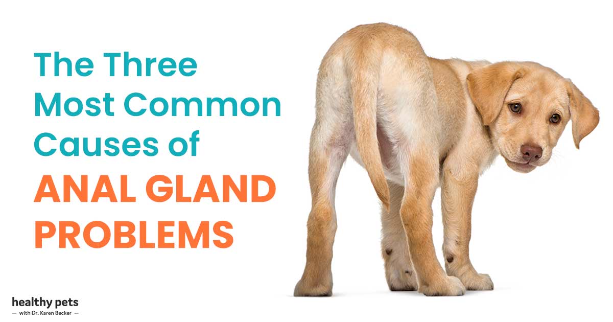 View of Canine Anal Glands