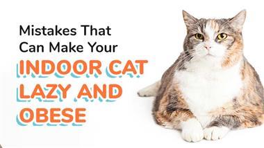 Mistakes That Can Make Your Indoor Cat Lazy and Obese