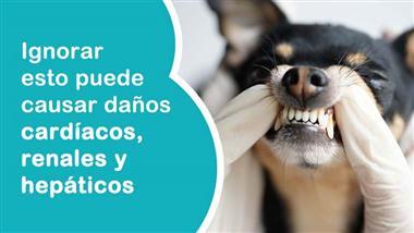 Cuidado dental en perros