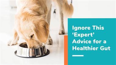 how to improve gut health in dogs