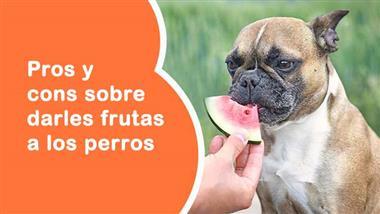 pros y cons sobre darles frutas a los perros