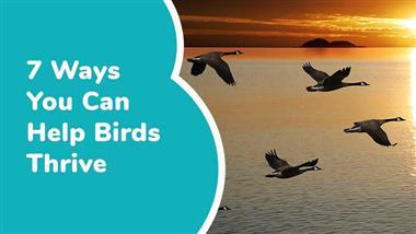 ways to help birds thrive