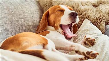 dog yawning