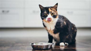 problemas alimenticios de gatos