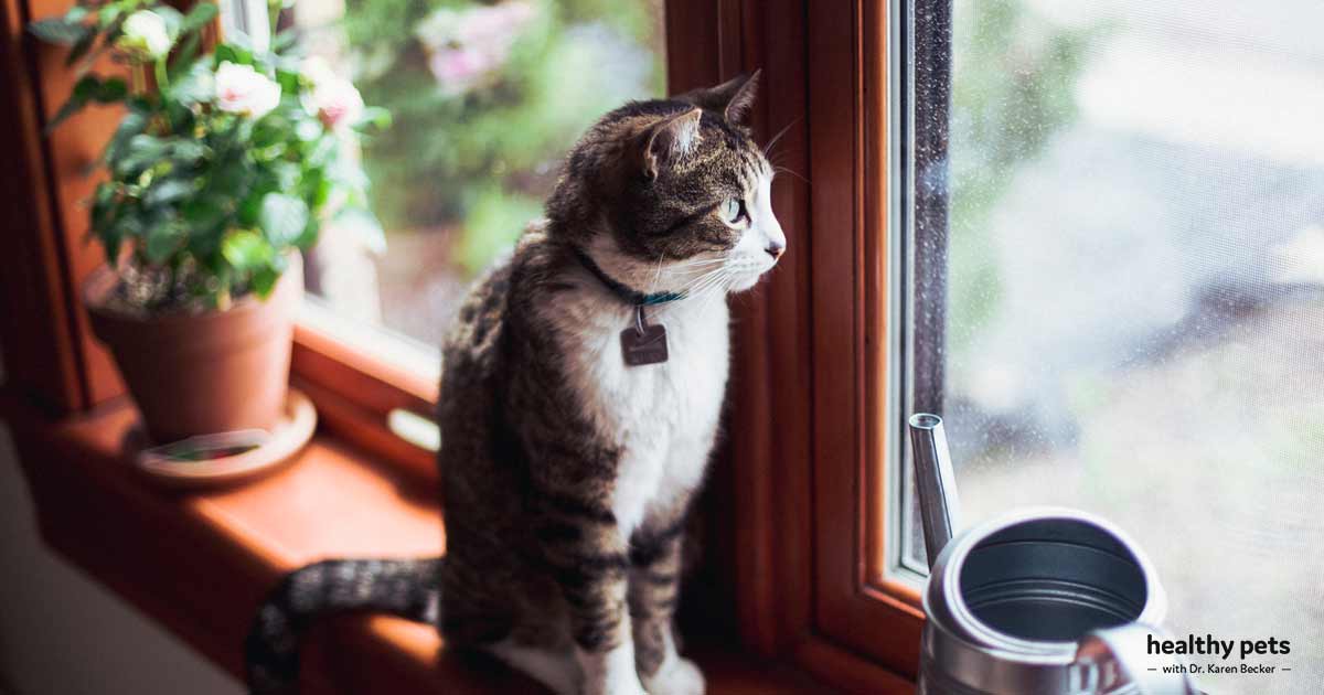 Separation Anxiety in Cats