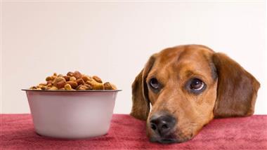 alimentos extruidos para mascotas