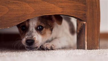 trastorno de estres postraumatico en perros tept canino
