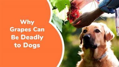View of Dogs Grape Toxicity