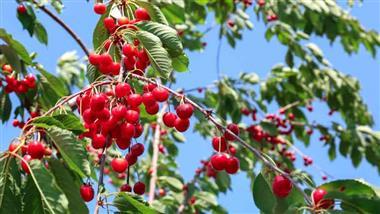 beneficios de las cerezas para la salud